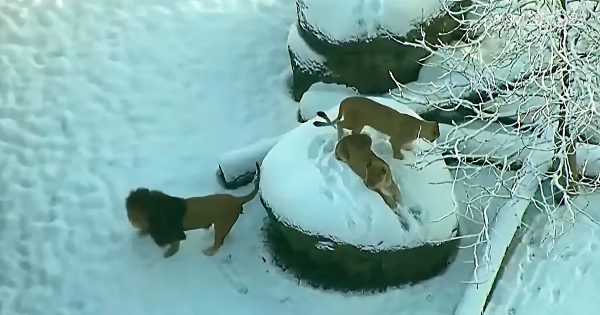 Lions Frolic in the Snow at the Oregon Zoo