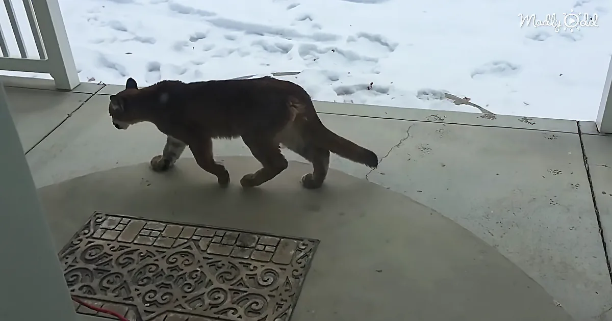 Three Mountain Lion Cubs Trek Through the Snow to Visit Their Surprised Neighbors
