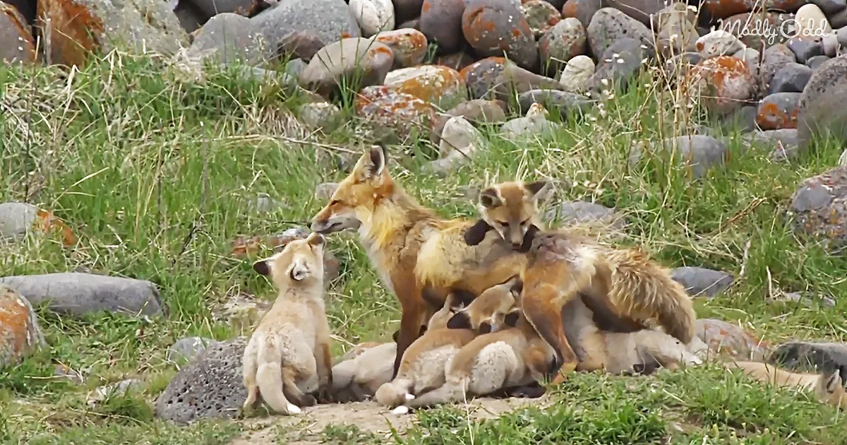 Super Mom of the Year Award Should Go to This Fox Mom With 13 Babies