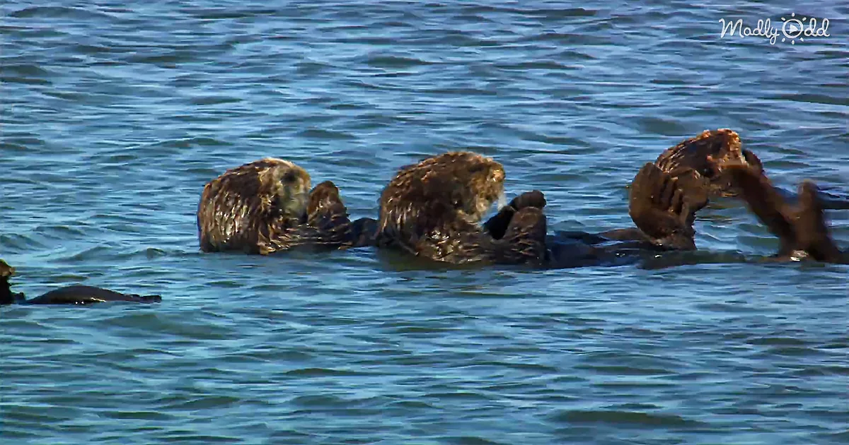 The Adorable Story of Raising and Releasing a Fluffy Sea Otter Pup