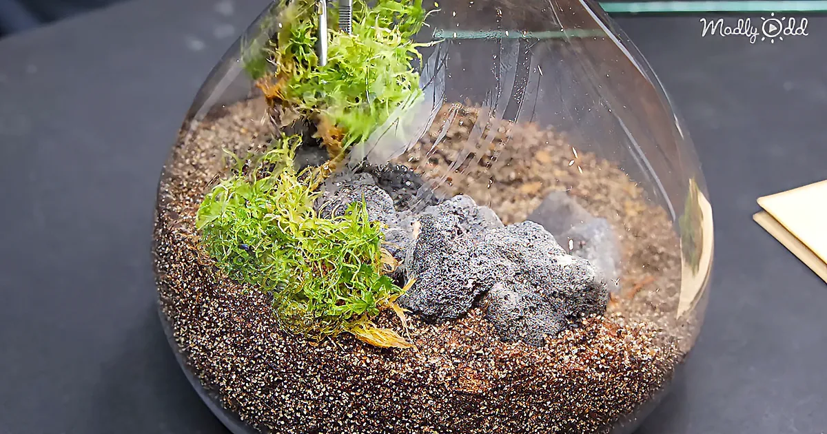 Creating a Terrarium for the Carnivorous Sundew Plant