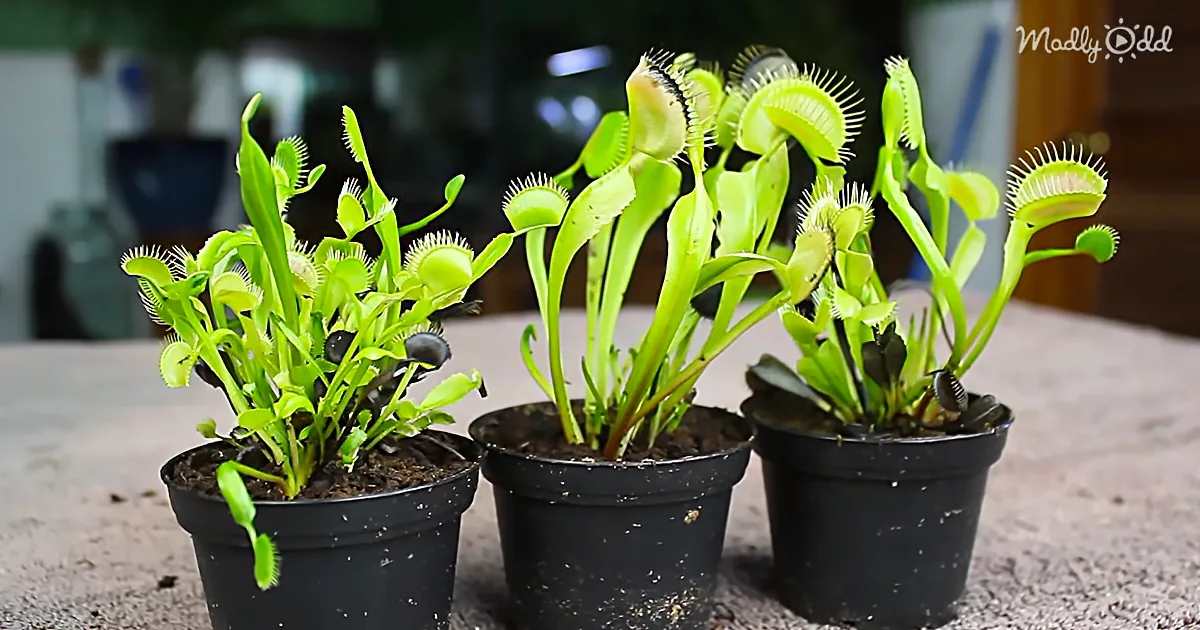 Learn How to Create Your Own Carnivorous Fly Trap Terrarium