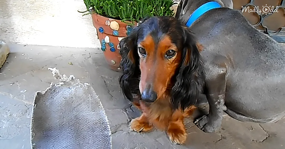 Guilty Pit Bull Hides Behind Dachshund Brother When Confronted About Chewed Shoe