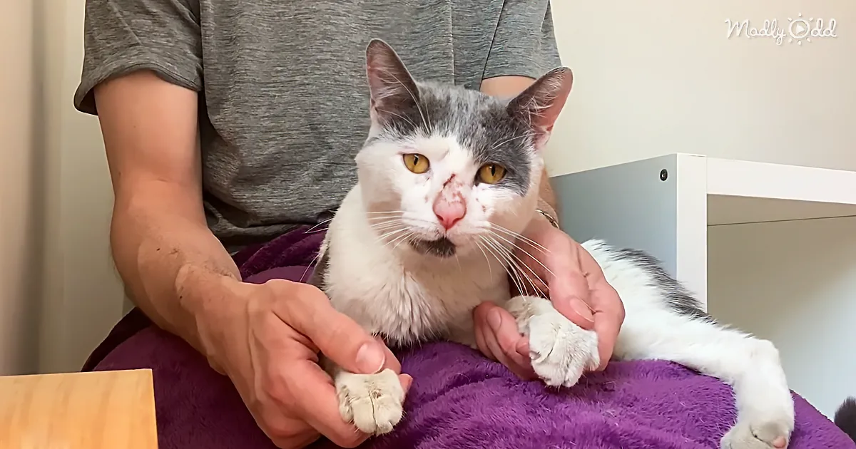 A person holds a white and gray cat with yellow eyes, gently supporting its paws on a purple cushion.