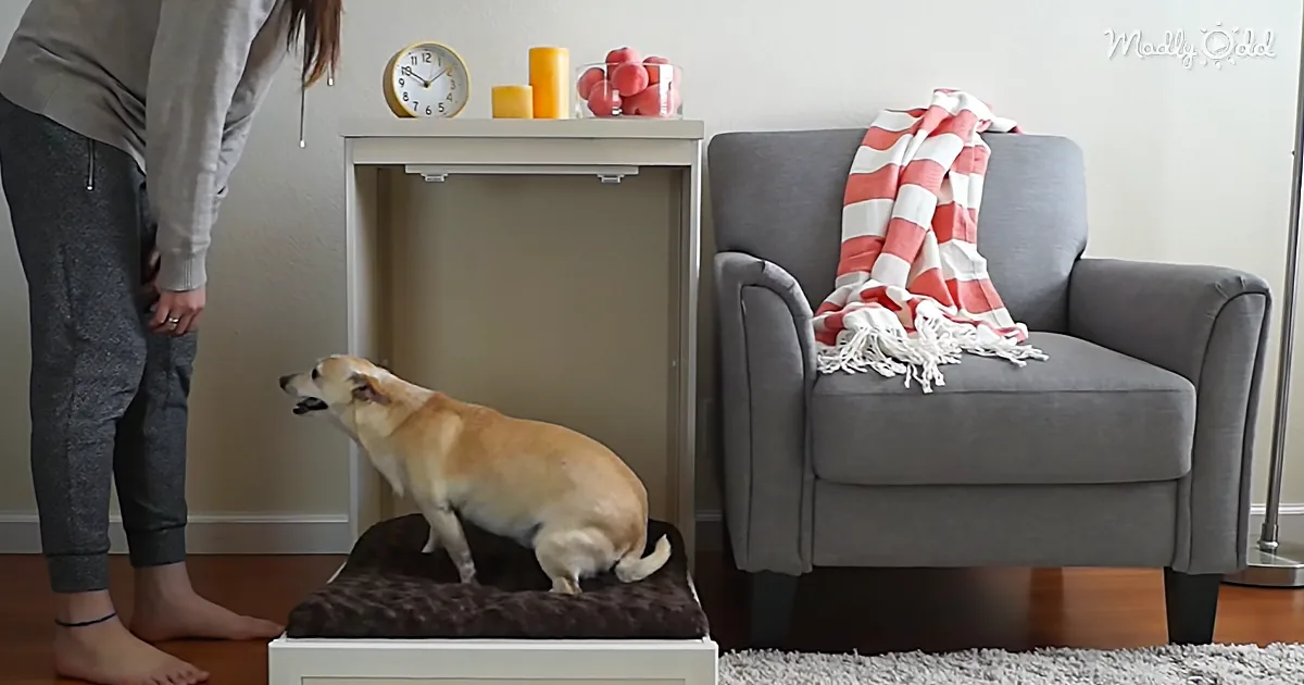 You'll Be Blown Away by This Stylish Fold-out Murphy Pet Bed