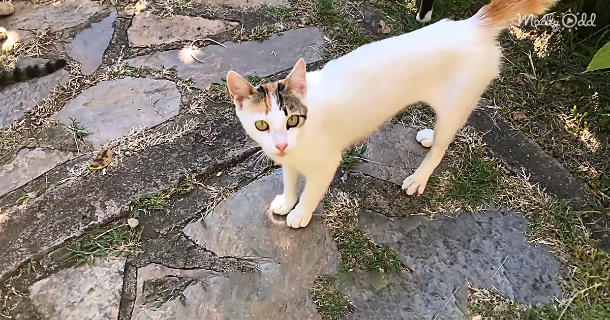 Injured Mother Cat Leads Loving Lady to Her Litter Hidden in the Bushes