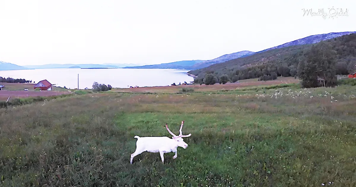 Snow White Albino Reindeer (Almost) Disappears Into the Snow