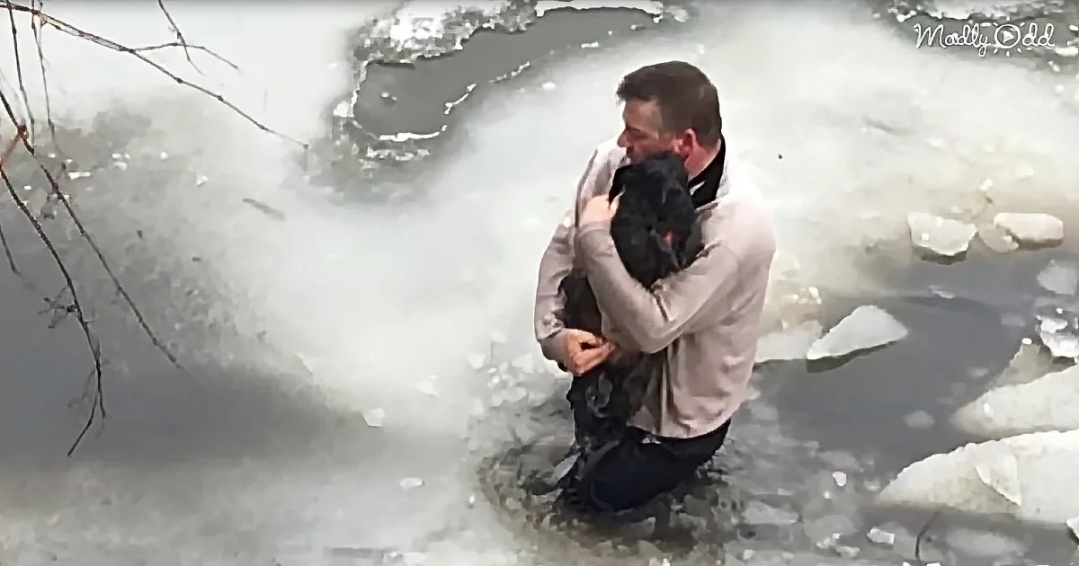 Hero Falls Through Ice to Save Drowning Dog From Freezing Waters