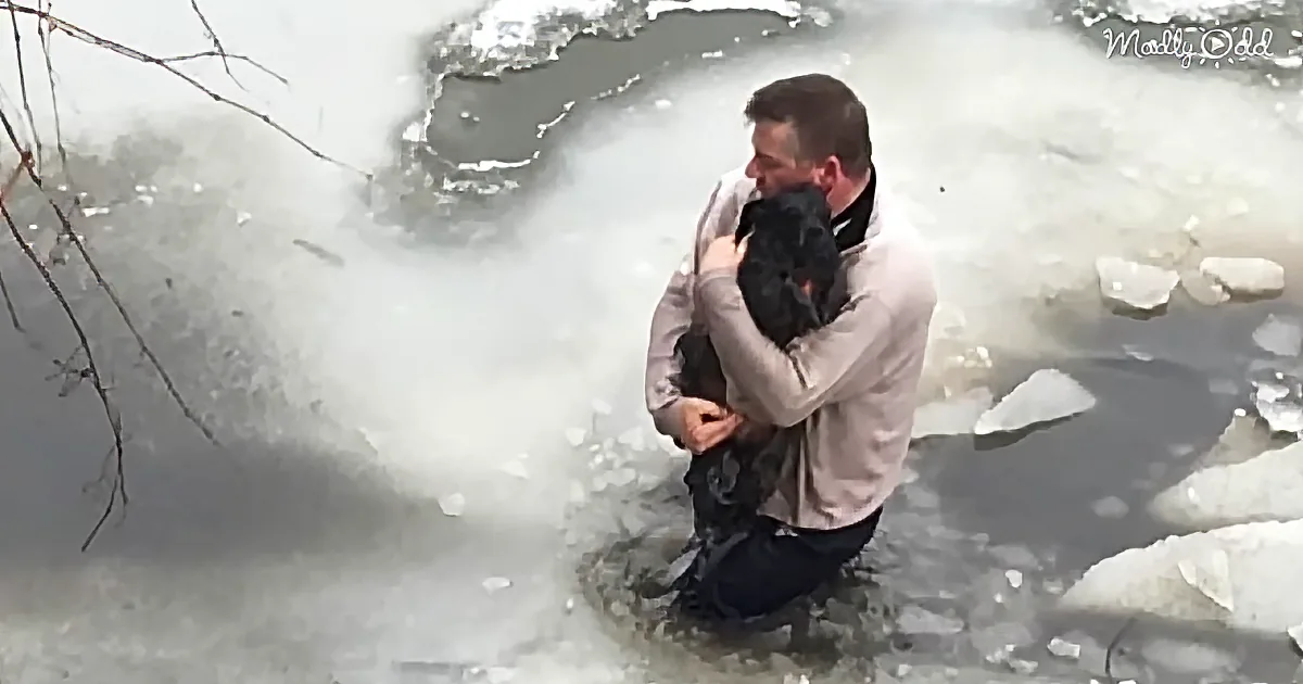 WKBW News Footage of Dan Chatten Saving A Dog