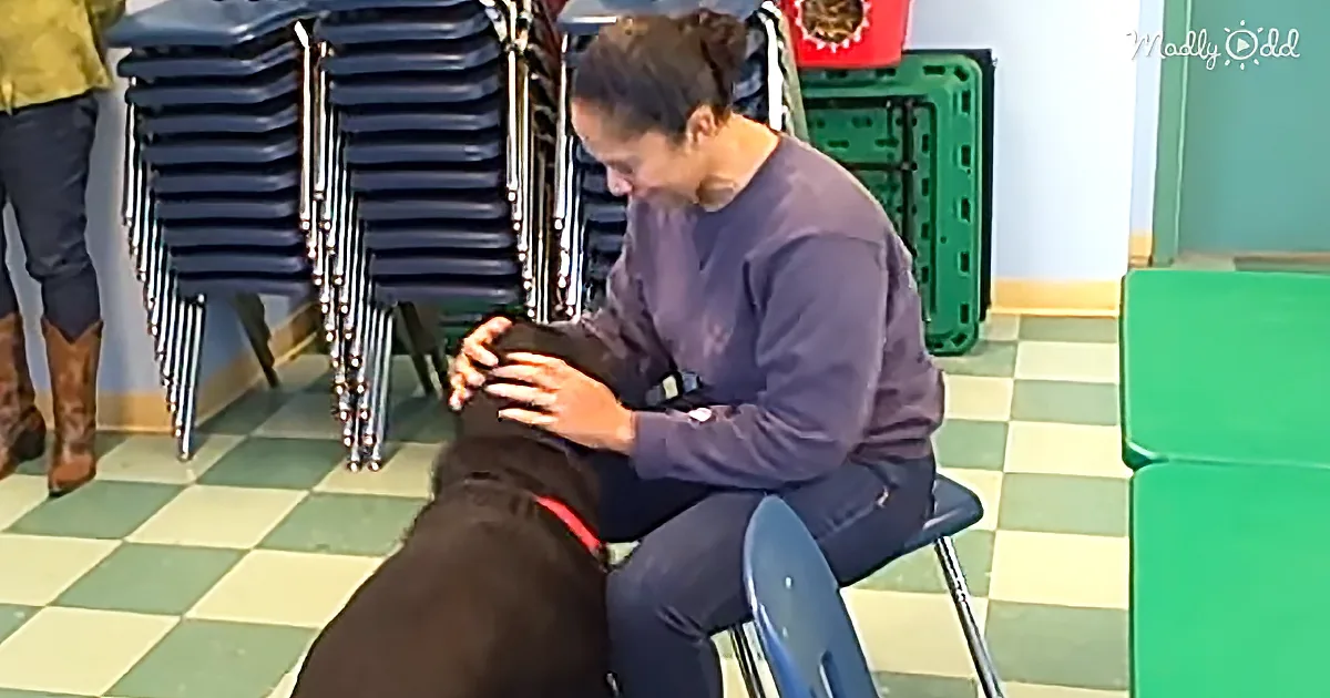 Woman Reunites With Rottweiler Best Friend at Shelter After 2 Years Apart