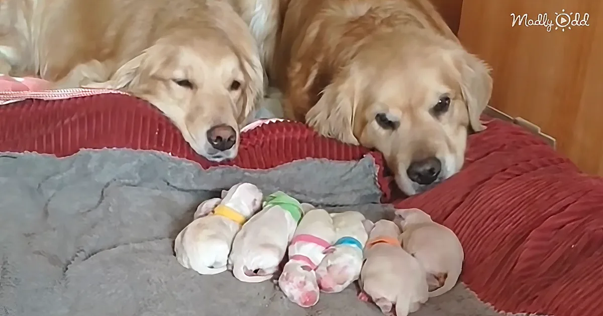 Golden Proud Parents