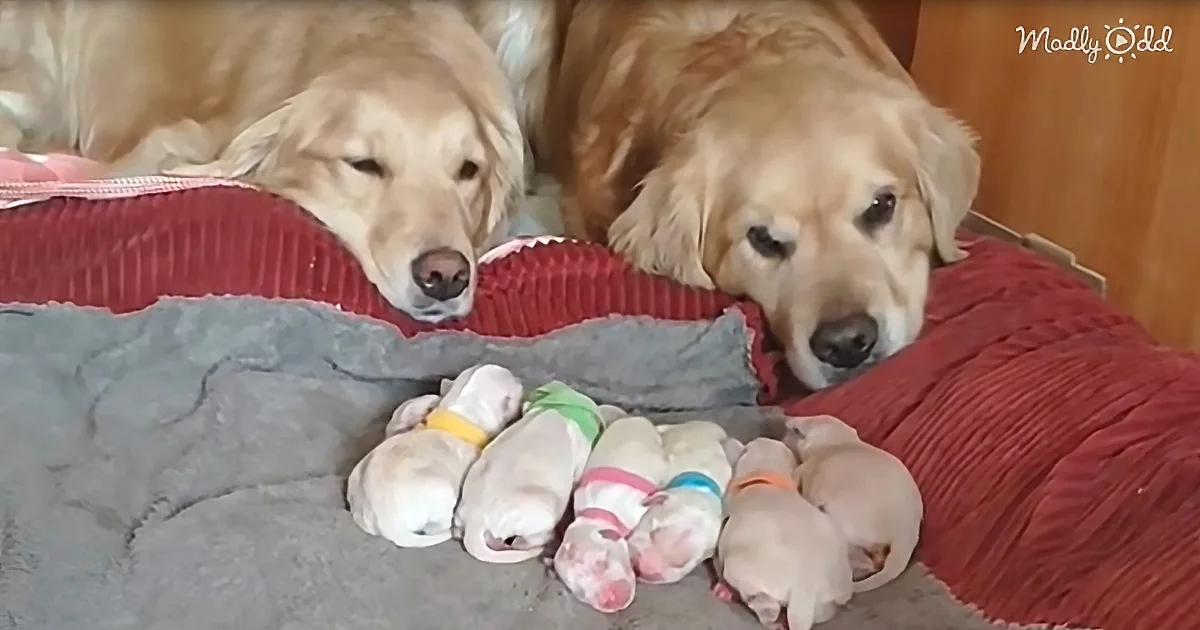 Two golden retrievers rest beside their newborn puppies, all wearing colorful bands on their legs.