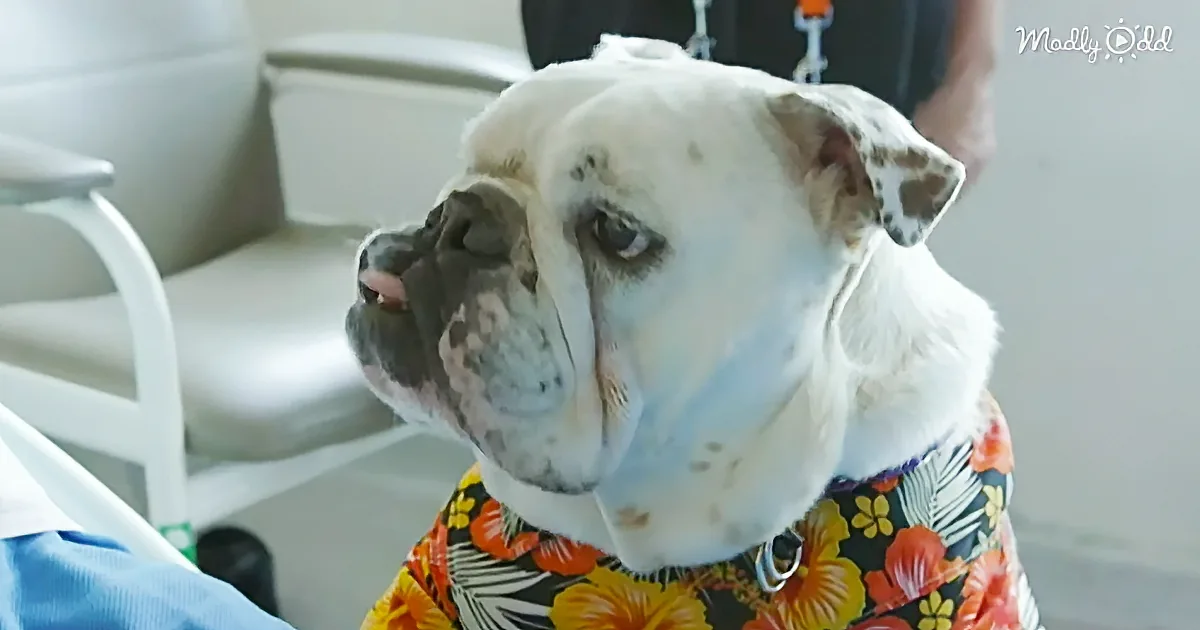 Deaf Rescue Bulldog Now Rescues the Hearts of Hospice Patients