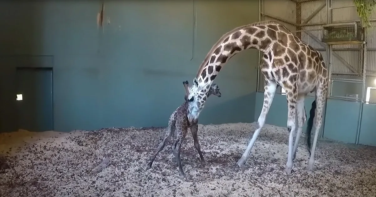 Proud Mother Giraffe Gives Birth to Rosie at the Australia Zoo