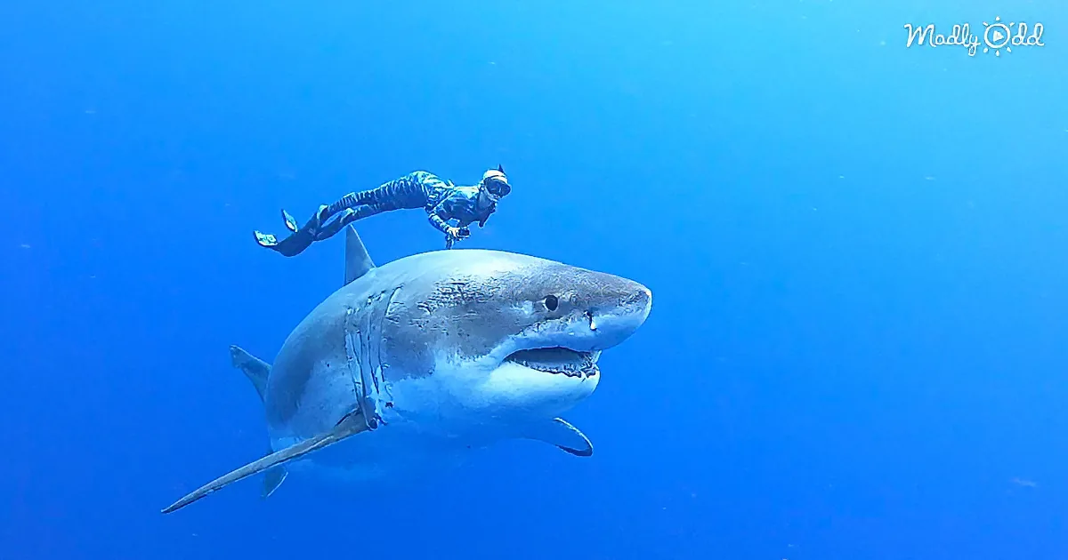 Divers Swim Alongside 20-Foot Great White Shark