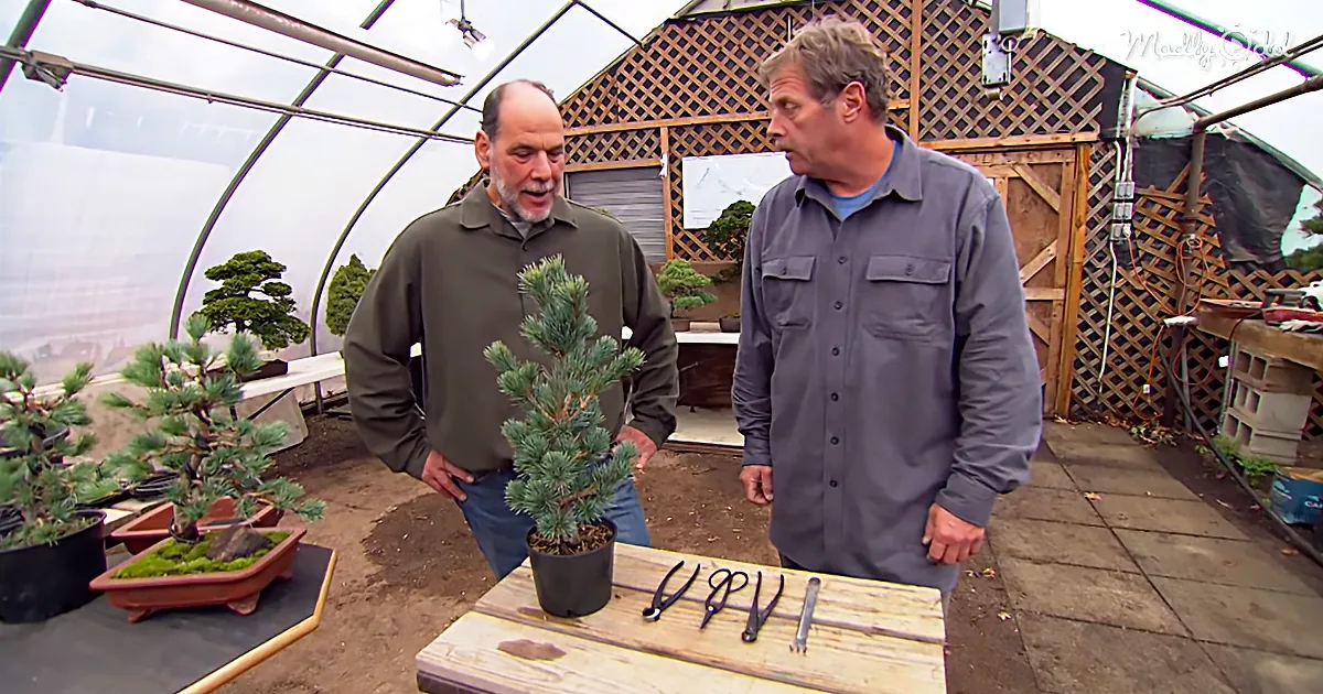 Step-by-Step Video Shows How to Create Bonsai From Regular Trees