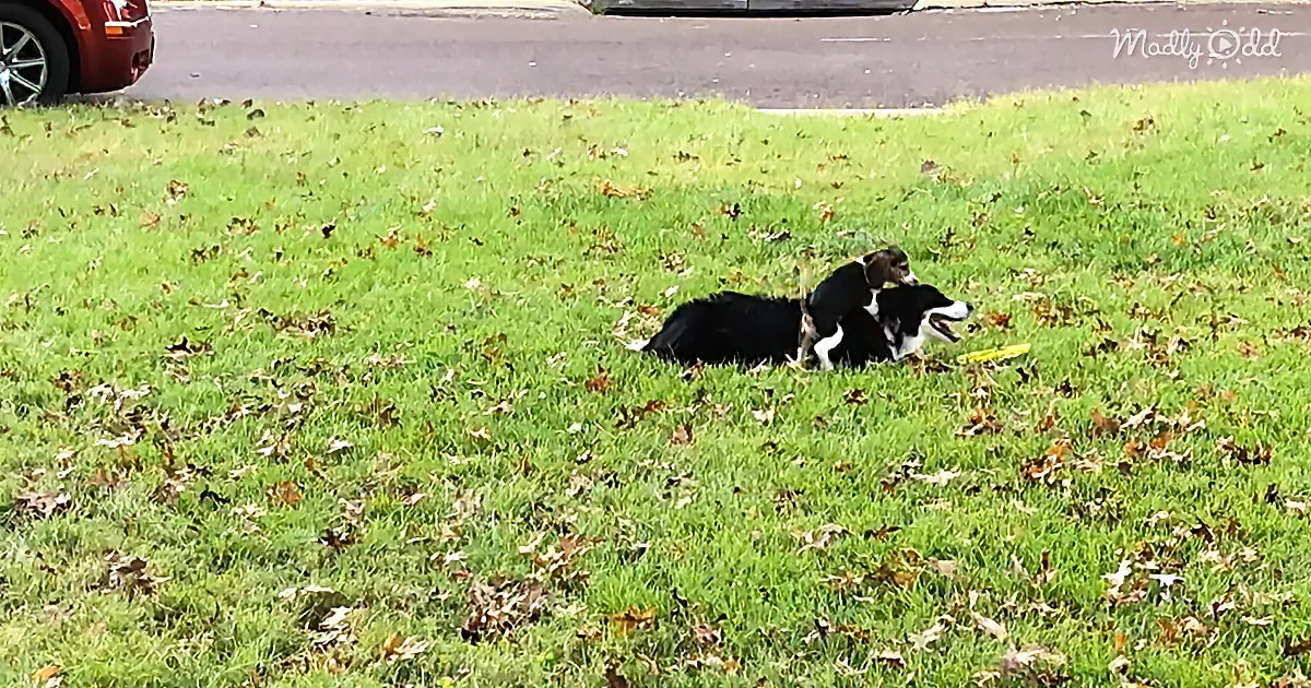 Mischievous Beagle Puppy Plays With Australian Shepherd