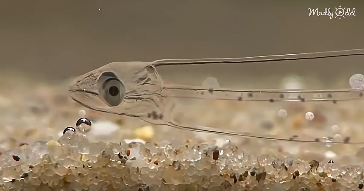 A translucent fish with long, thin appendages rests on a bed of small, clear, and white pebbles.