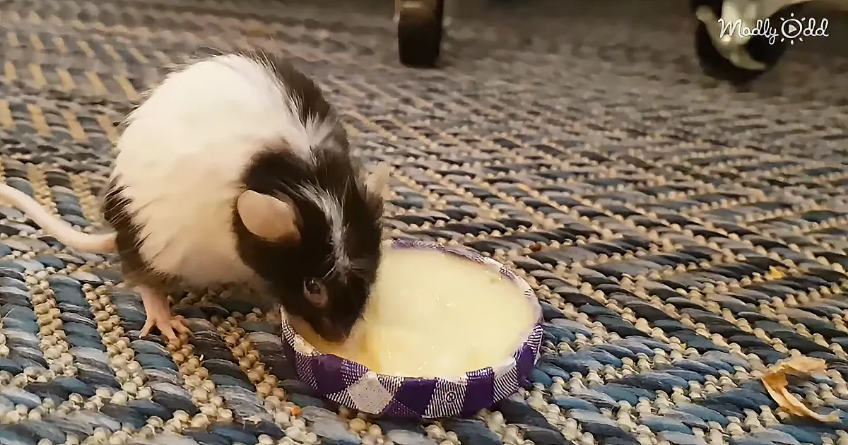 Adorable Elderly Mouse Just Wants to Spend Time With Her Owner