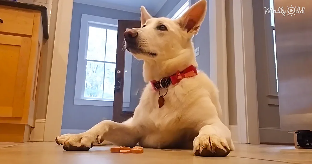 Can This Adorable German Shepherd Resist a Treat, or Will She Steal the Food?