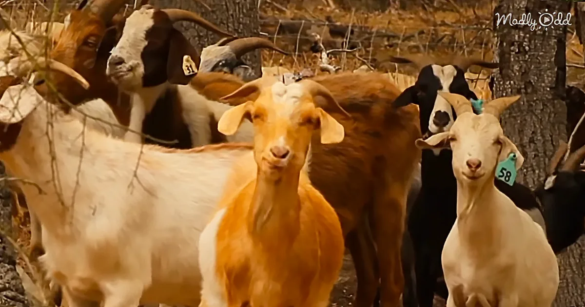 'Elite' Goats in Southern California Are Preventing Forest Fires