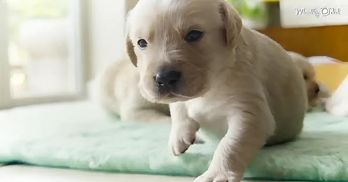 Fascinating Facts About How a Dog Sees the World