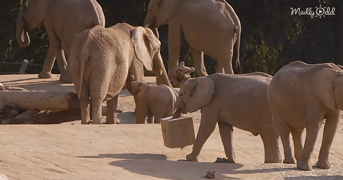 This Adorable Baby Elephant Is Learning How to Use Her Trunk