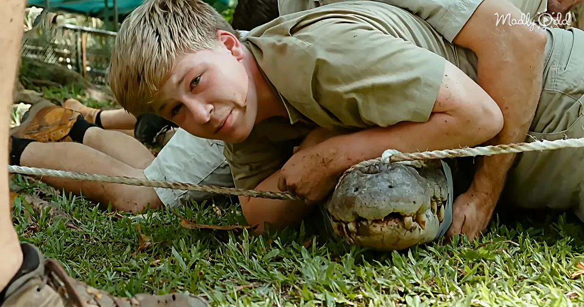 'Crikey! It's the Irwins: Robert Gets to Head Jump a Croc for the First Time'