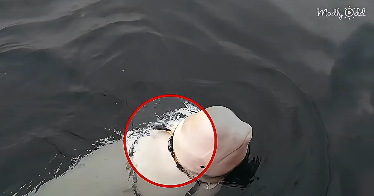 Meet the Beluga Whale That Might Be a Russian Spy