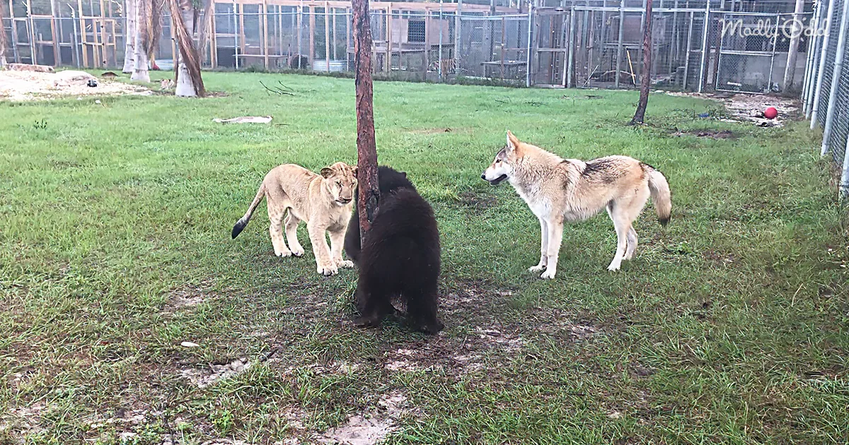 An Adorable Baby Lion Plays With a Baby Bear and a Wolf