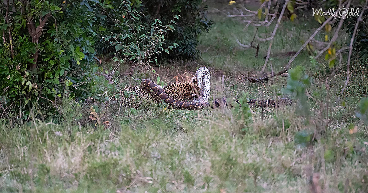 Python Constricts Leopard During an Epic Fight for Survival