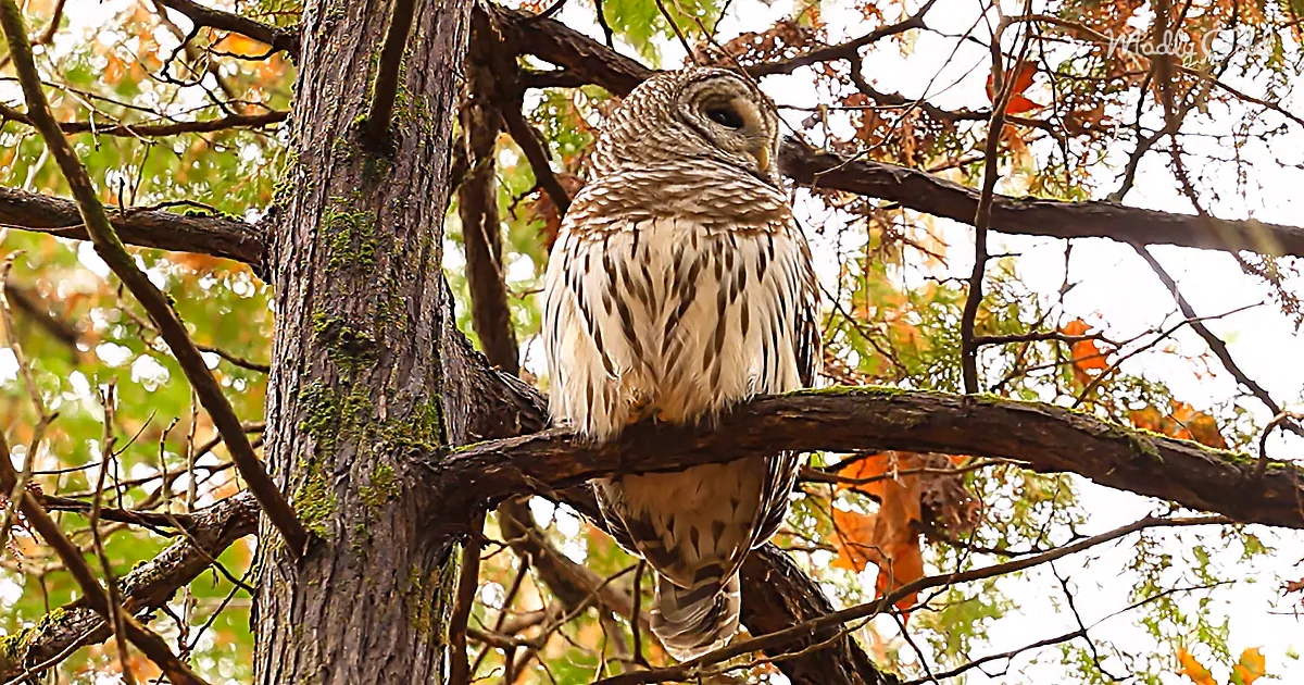 Majestic Barred Owl Spotted in Ottawa, Canada