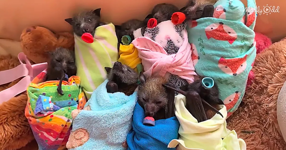 8 Baby Flying-Foxes Cuddled up on a Giant Teddy Bear Is What You Need Today