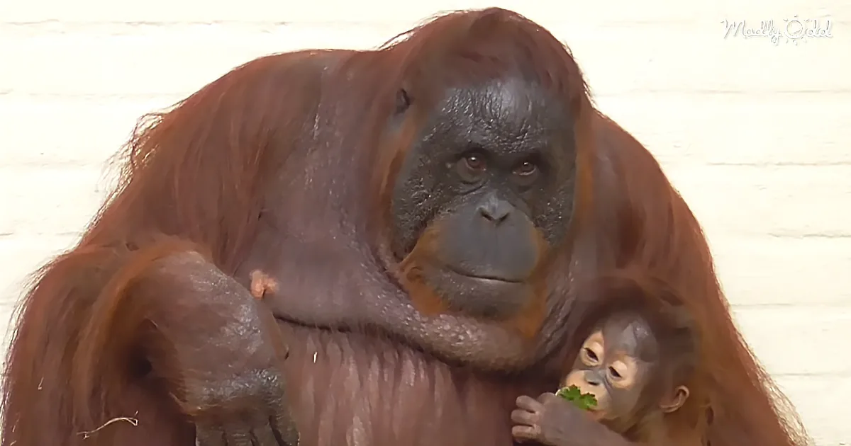 Mother Orangutan Cuddles Her Adorable Baby