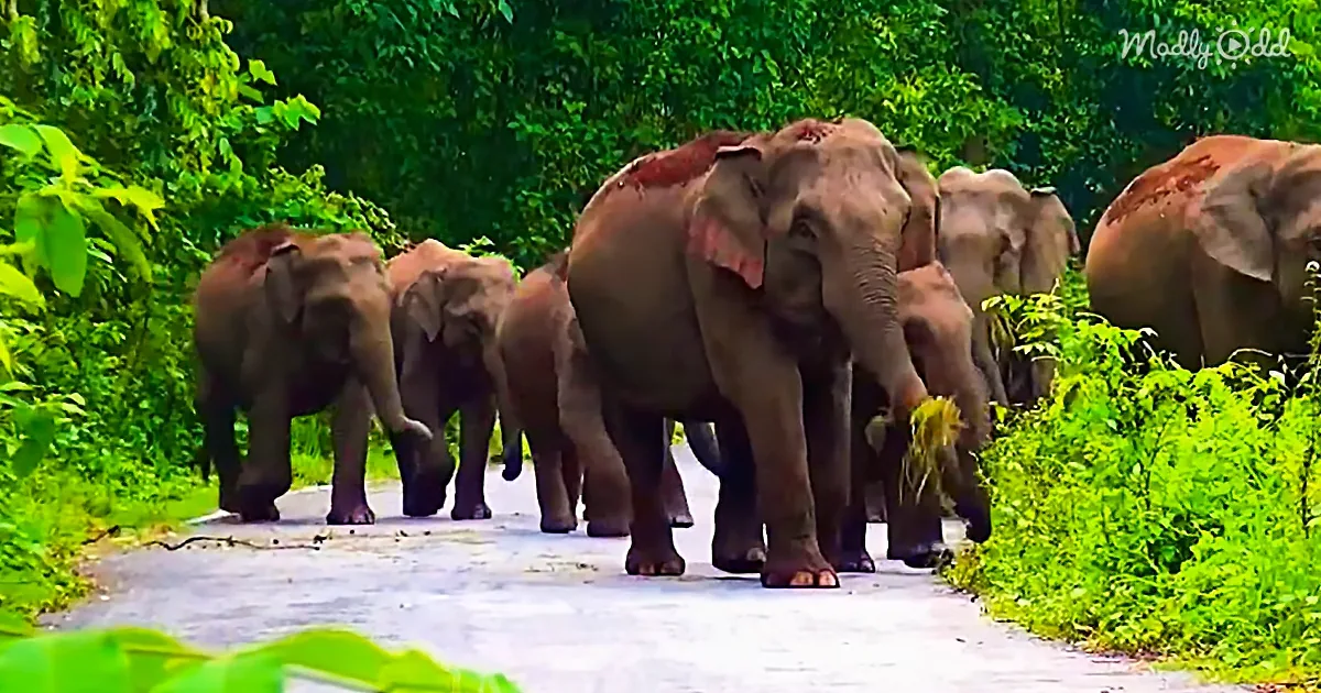 Elephant Herd Lovingly Watches out for the Baby in the Family