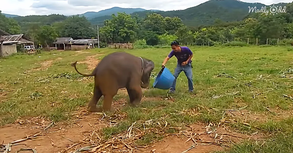 A baby elephant walks near a man holding a blue bucket in a grassy field with mountains in the background.