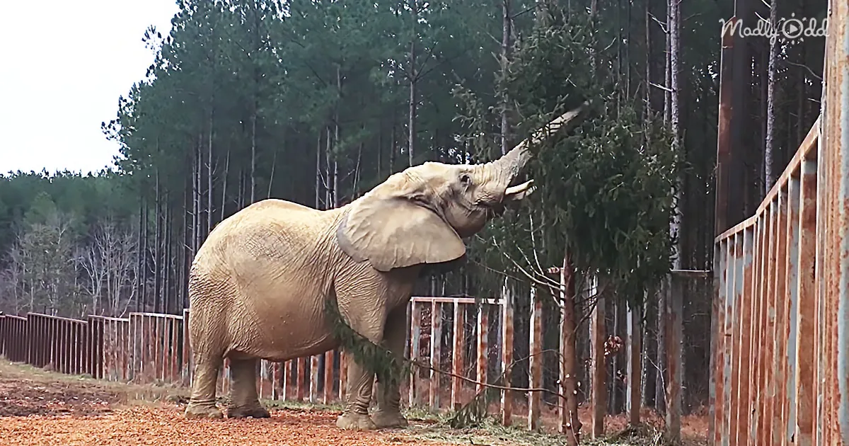 An elephant is eating from a tree branch near a fence in a forested area.