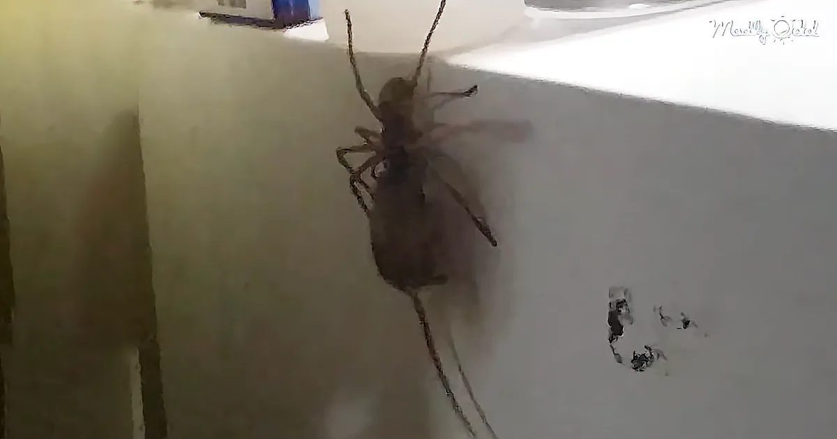 A Mouse Is Carried up a Fridge by a Large Spider, Scaring Neighbour