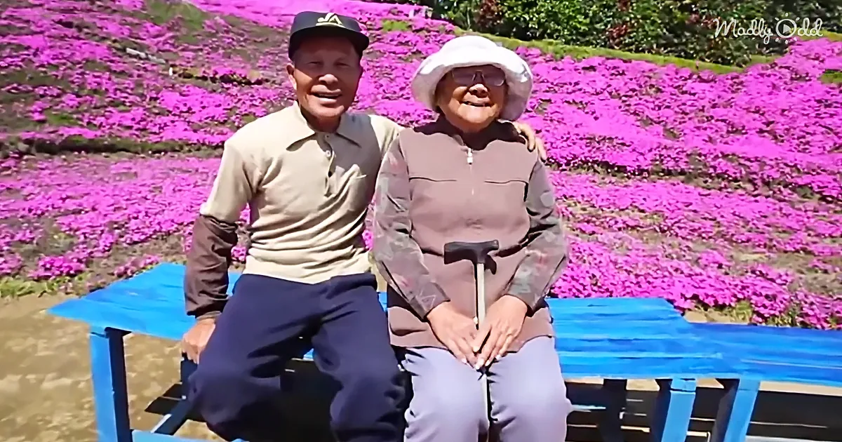 Husband Plants Carpet of Pink Shibazakura Flowers for His Blind Wife
