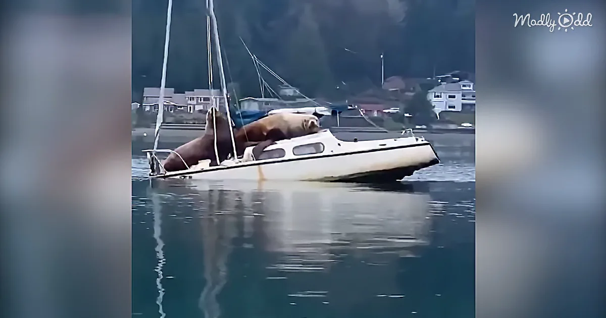 Two seals lounging on a small sailboat in calm water near a town.