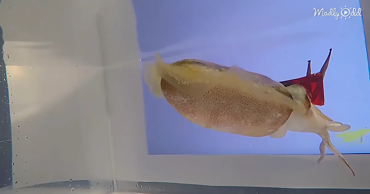 Scientists Put Adorable 3d Glasses on Cuttlefish to Test Their Vision