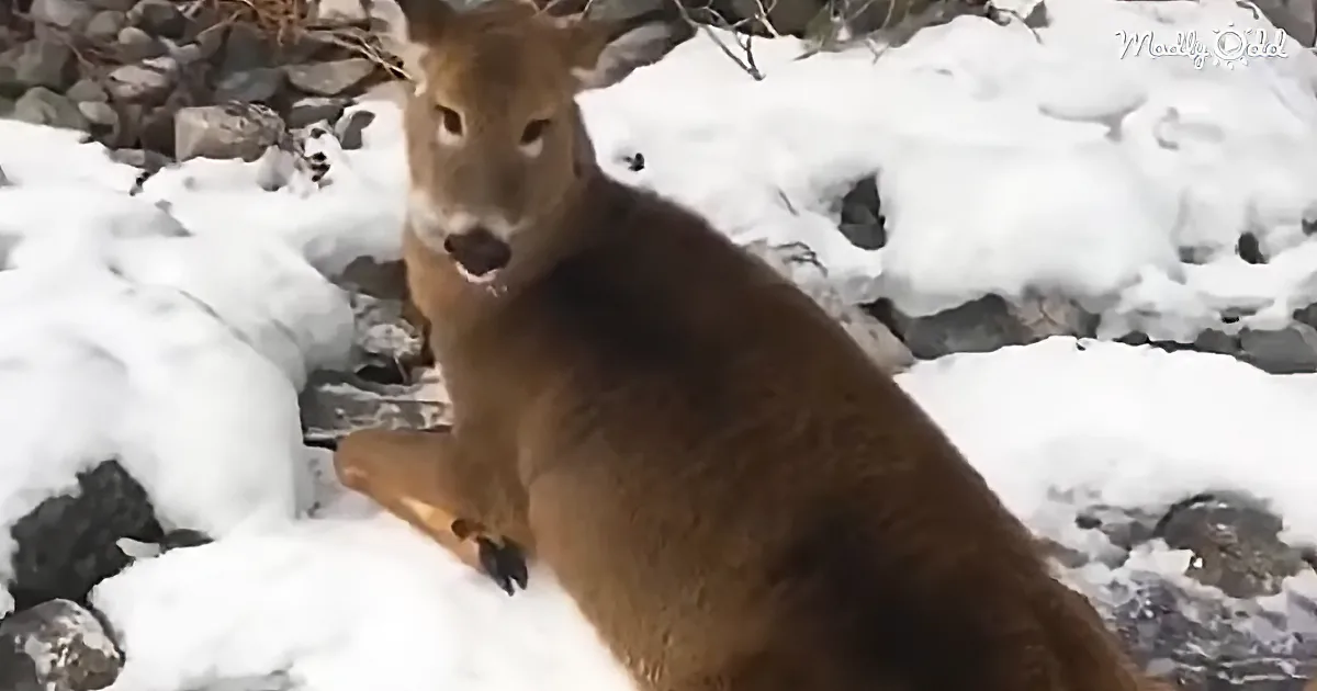 A deer sits in the snow, surrounded by rocks, with its mouth slightly open.