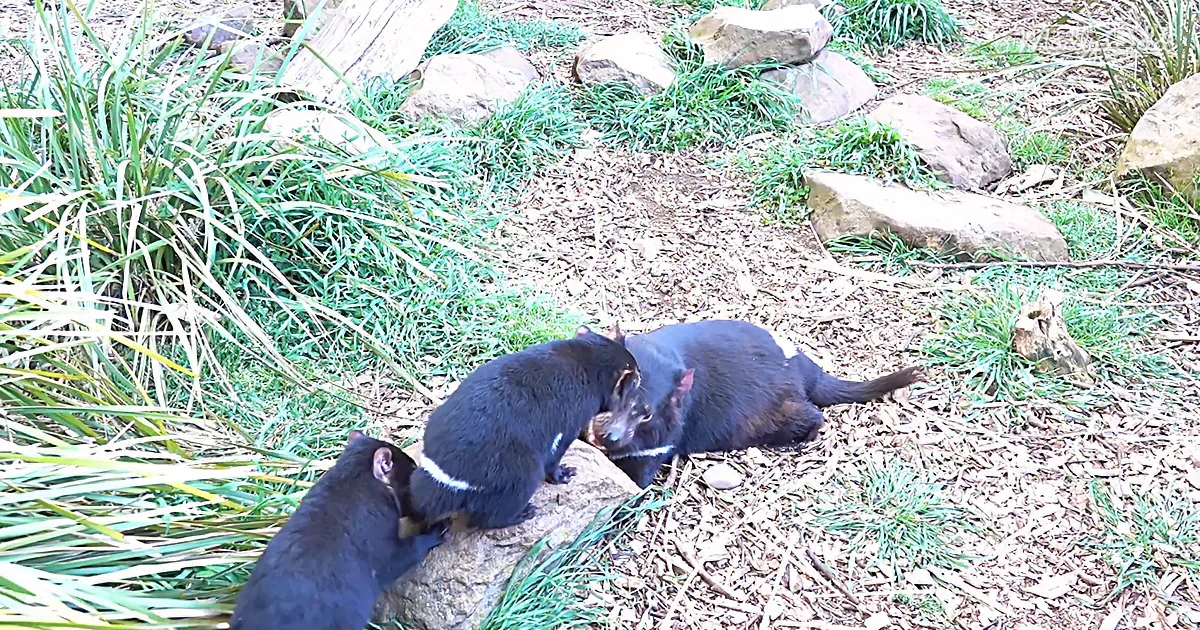 Three Tasmanian devils are interacting on the ground amidst grass and rocks.