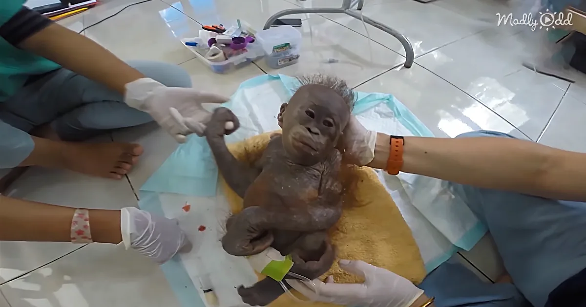 A baby orangutan is being examined by medical professionals on a sterile surface.