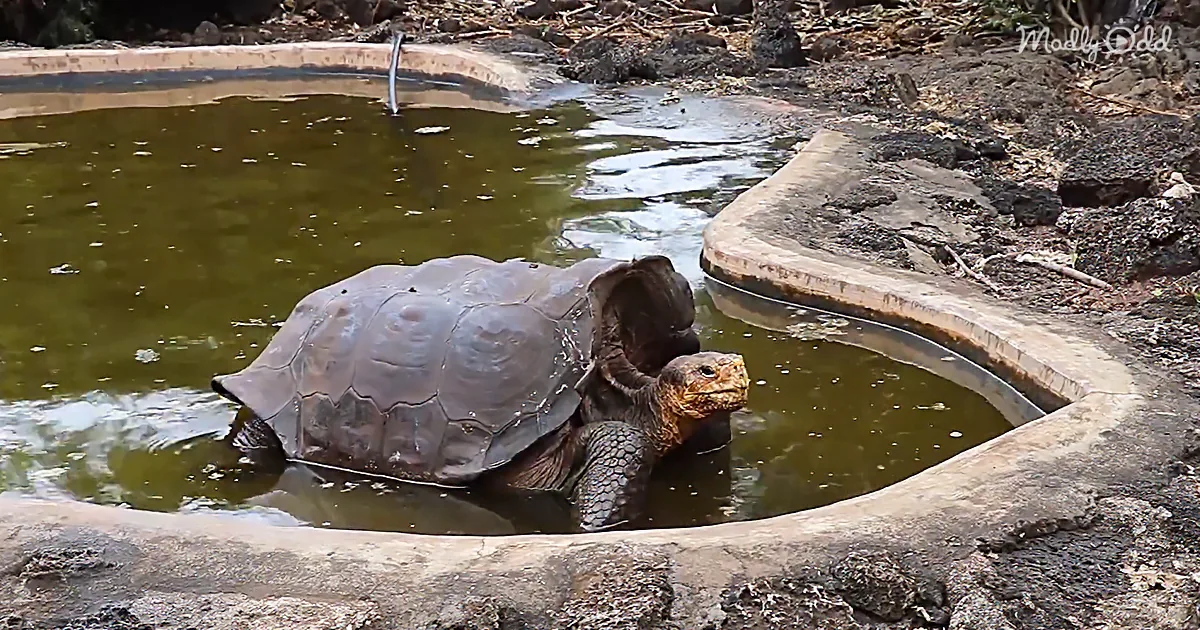 Turtle Cassanova Saves His Entire Species by Fathering 800 Babies