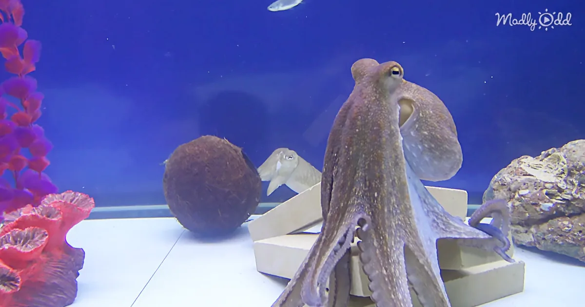 Octopus and Cuttlefish Play a Friendly Game of Hide-and-Seek.