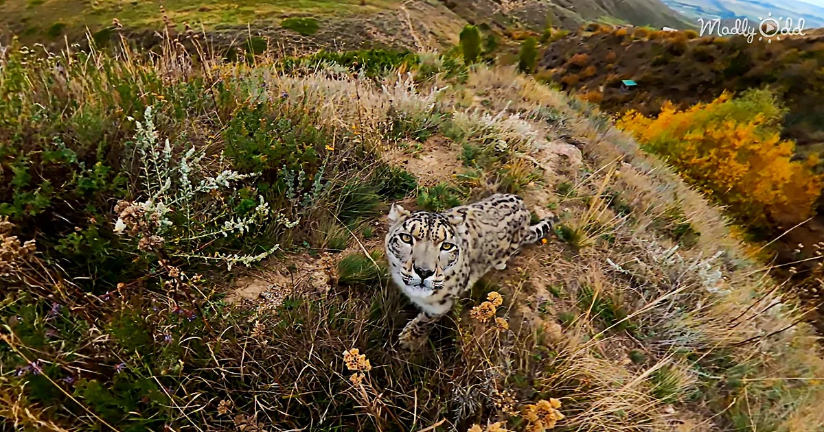 Snow Leopard Has a Lowkey Chewing Session on a GoPro Max Action Camera