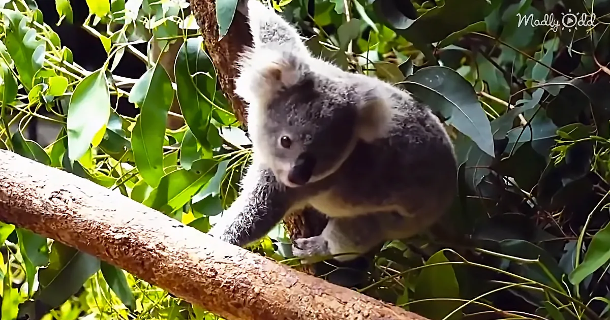 A koala sits on a tree branch amidst green leaves, appearing relaxed and content.