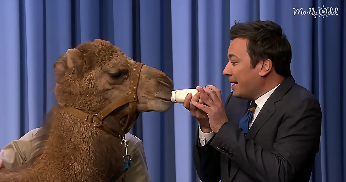 Robert Irwin Brings Cute Baby Cervils and a Baby Camel on Jimmy Fallon