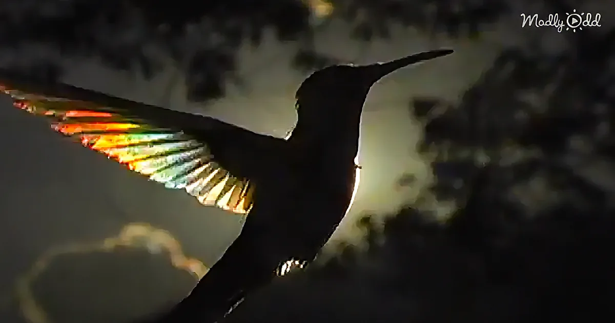 A hummingbird with iridescent wings is silhouetted against a bright light source, creating a stunning rainbow effect.